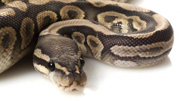 python-09